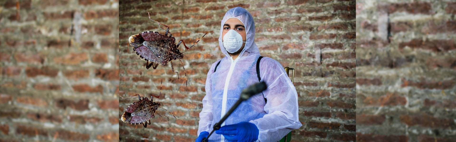 dedetizadora Campinas de Percevejos