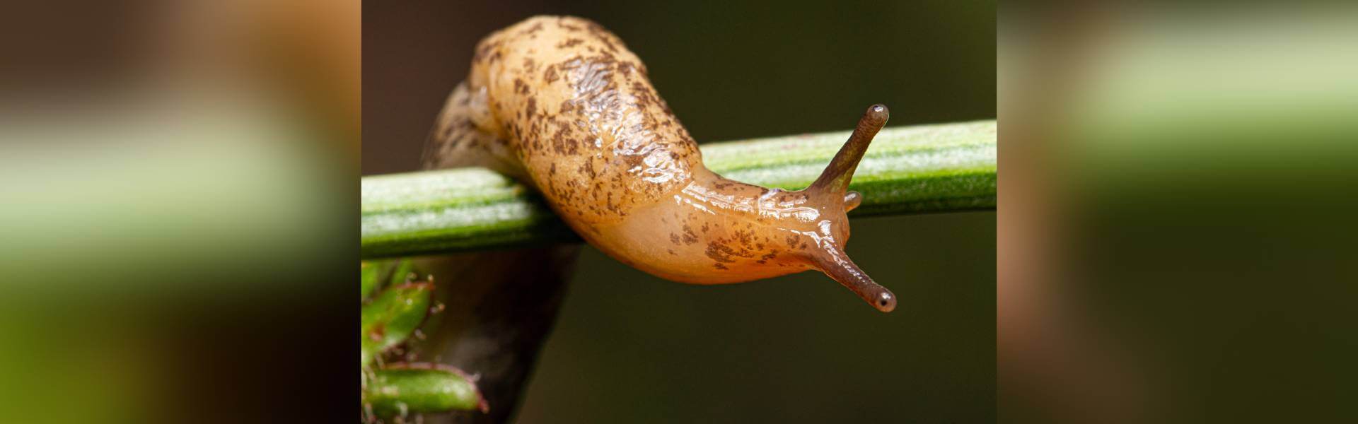 dedetizadora de lesmas em Campinas