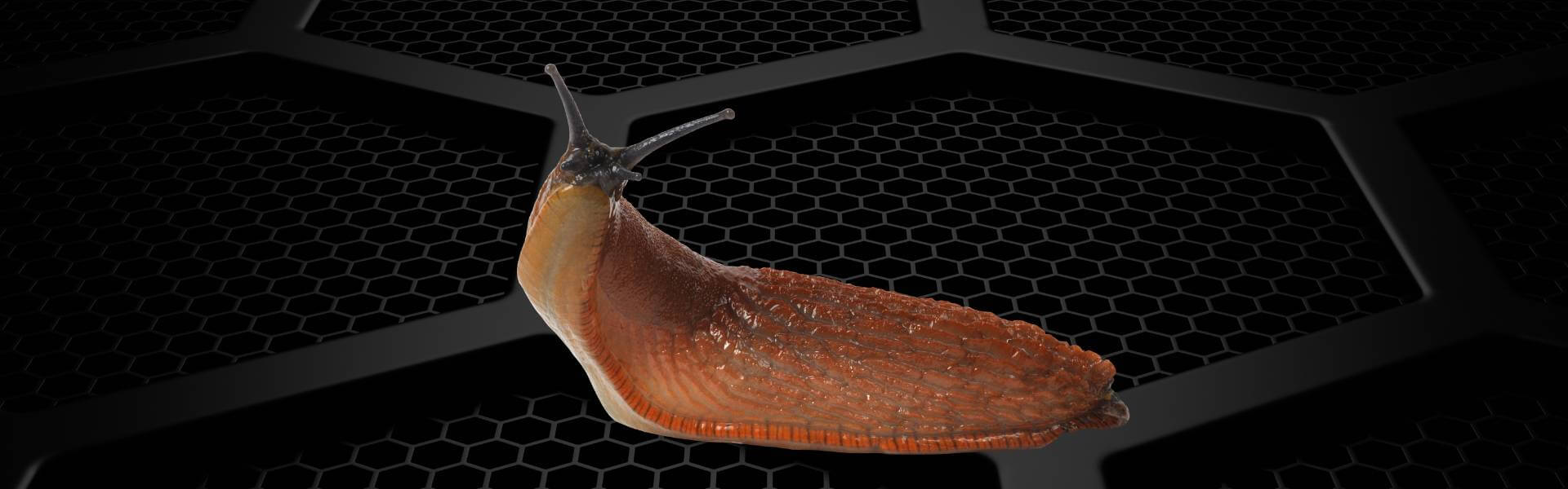 lesmas em Campinas SP