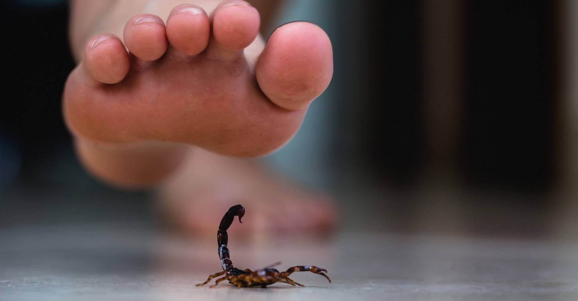 Dedetizadora de escorpião em Campinas