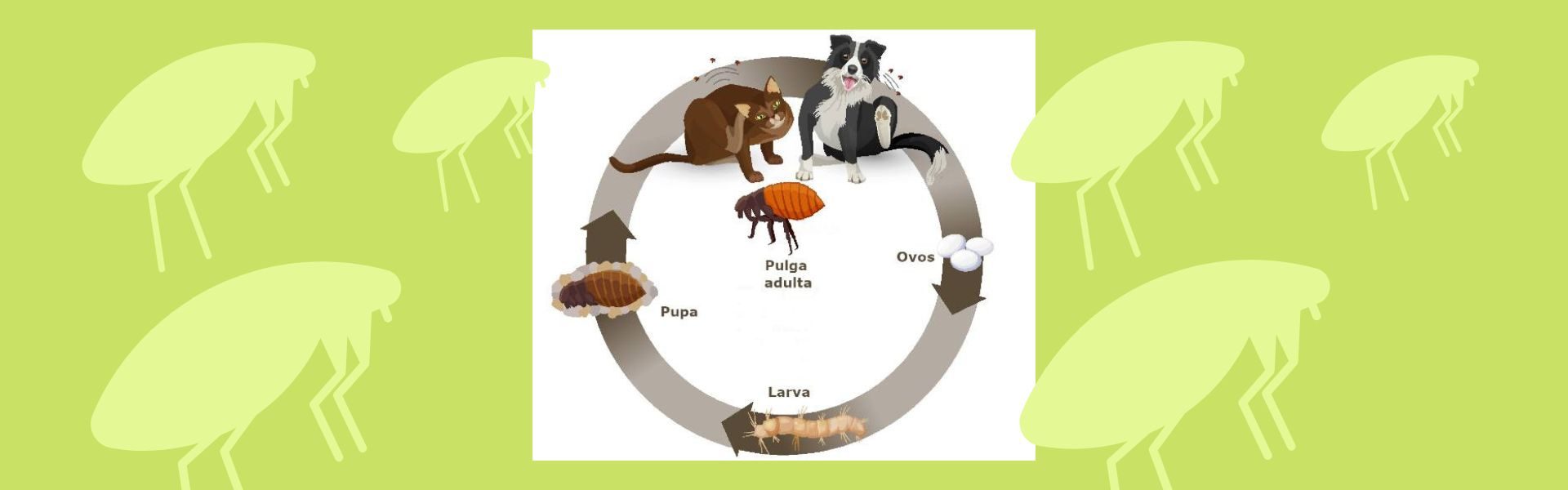 Dedetizadora bom preço em Campinas