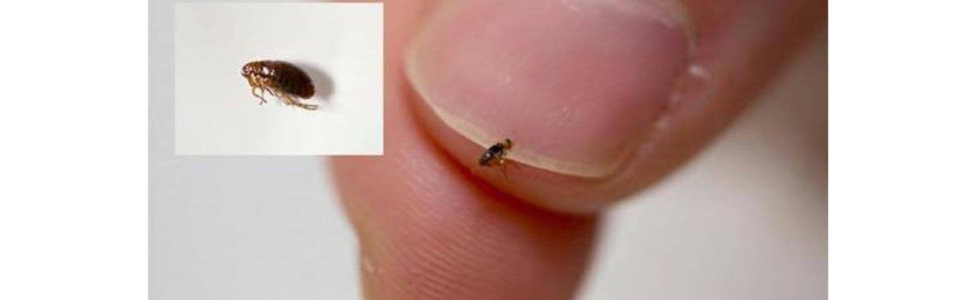 Dedetizadora 24 horas profissional em Campinas