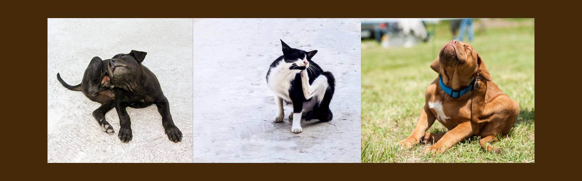 dedetizadora em campinas serviço com garantia